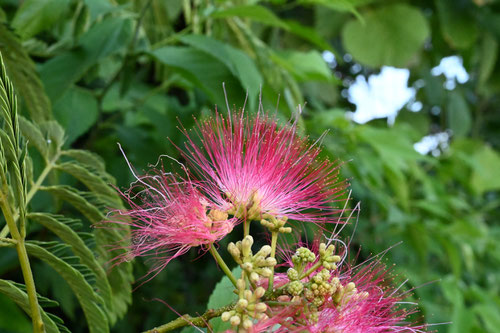 Flowering trees in August in July