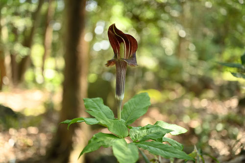 マムシグサ,まむしそう
