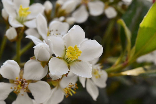 たちしゃりんばい,花,シャリンバイ