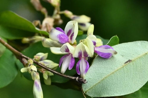 キハギ,きはぎ,木萩