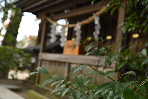 日陰に耐える木