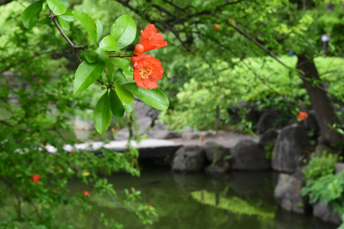 Pomegranate tree,flower