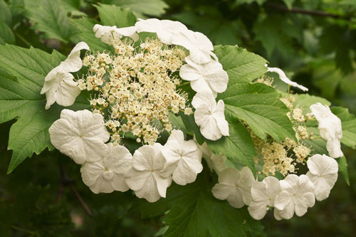 Japanese water elder,flower