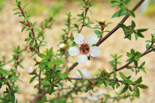マヌカの花,特徴,ぎょりゅうばい