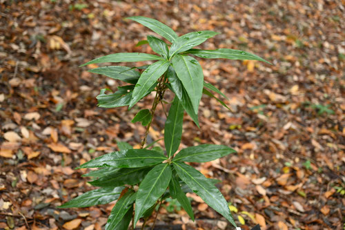 百両の木,特徴,からたちばな,ヒャクリョウ