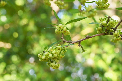 おにしばり,植物,オニシバリ