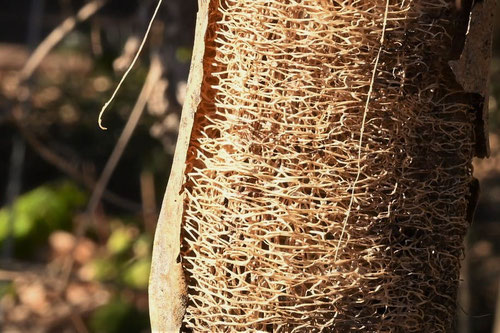 Luffa/Dishrag gourd/Loofah