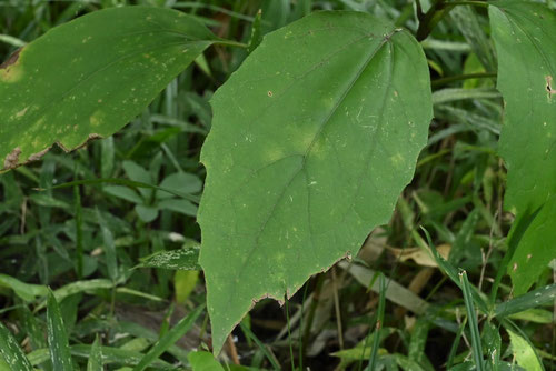 柏葉はぐま,植物,カシワバハグマ