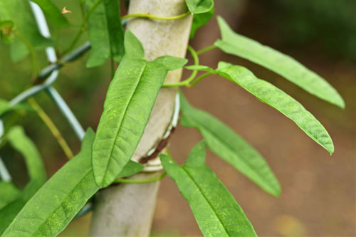 昼顔,植物