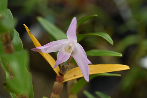 ラン科植物 セッコク 長生蘭 群生大株 セッコク／せっこく／石斛