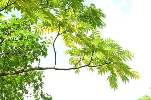 カラスザンショウ