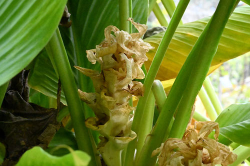 turmeric,flower