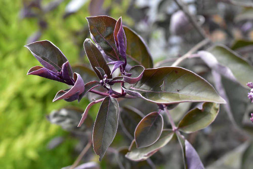 Chaste tree,purple leaf