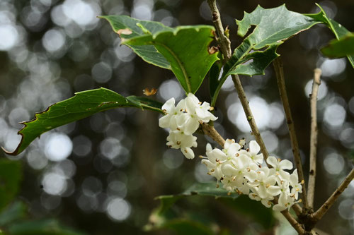 Flowering trees in October in Japan