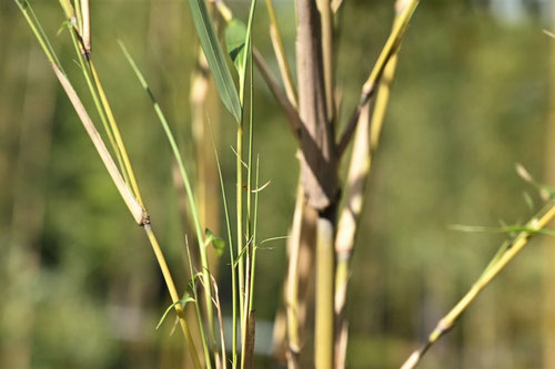 Japanese bamboo Suekozasa