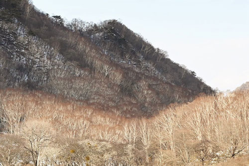 シラカバの林,赤城山