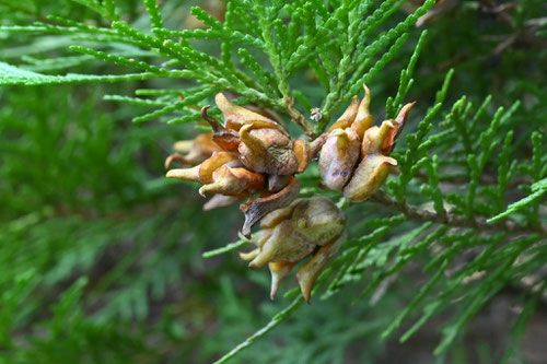 Chinese arborvitae