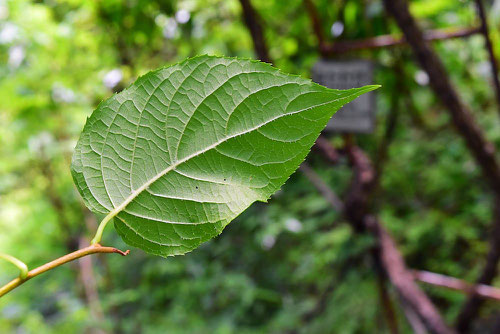 silvervine,leef,cat