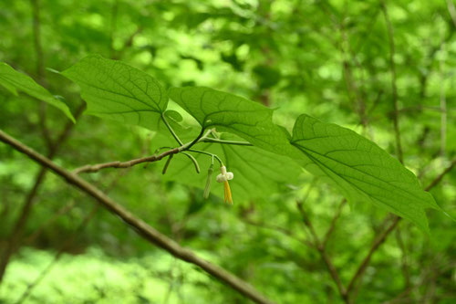 瓜の木,樹木
