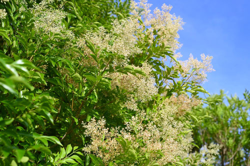 シマトネリコ,ツボミ,つぼみ,しまとねりこ