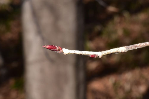 アブラチャンの木,aburatyan,あぶらちゃん