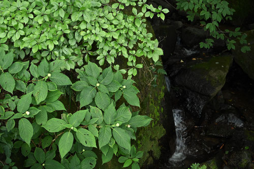 たまあじさい,植物,タマアジサイ