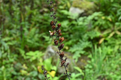 アオヤギソウ,果実,あおやぎそう,青柳草