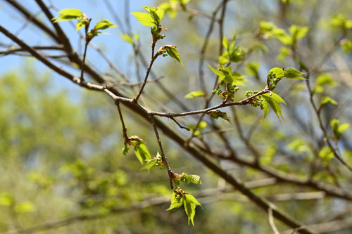 Japanese Elm