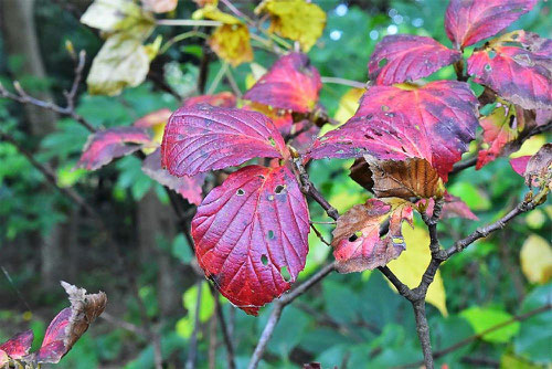 オニコバノガマズミ,紅葉,おにこばのがまずみ