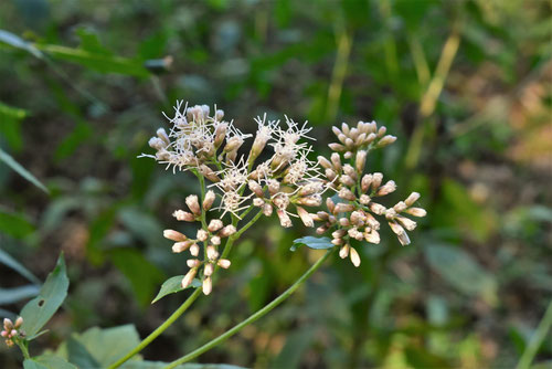 ふじばかま,植物