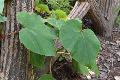 シュウカイドウの木,しゅうかいどう,植物