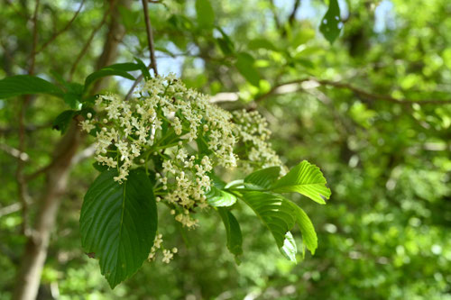 ゴマギの木の花,胡麻木