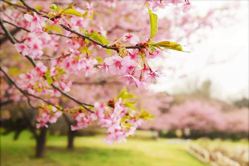 カワヅザクラ,開花,かわづざくら