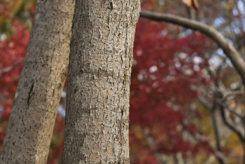hornbeam maple