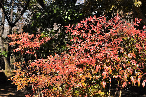 なんてん,画像,紅葉,南天の木