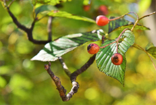 実が食べられる木の種類