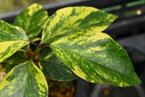 ハクサンボク,ふいり種,はくさんぼく