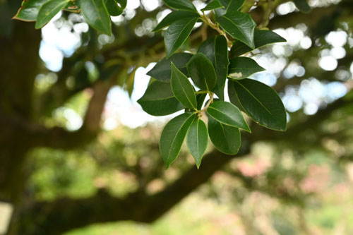 柊,ひいらぎ,刺のないヒイラギの葉