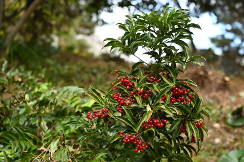 まんりょう,マンリョウ,赤い実