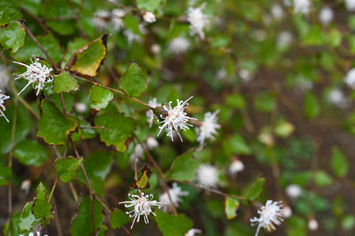 Flowering trees in November in Japan