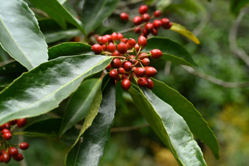 ななみのき,ナナミノキ,樹木