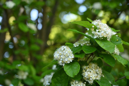 5月に開花する木