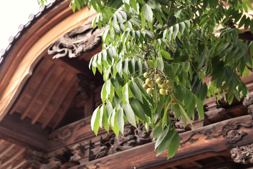 Soapberry tree,fruits