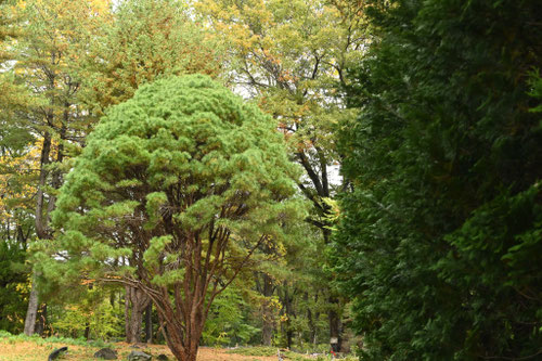 タヨウショウ,多行松,たぎょうしょう