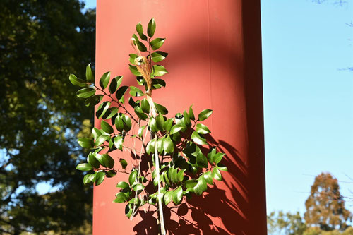 サカキ,さかきの木,榊,植物