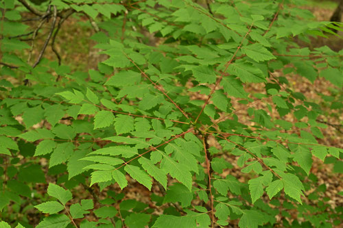 Golden rain tree