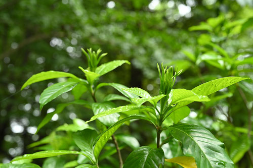 梔子,植木,つぼみ