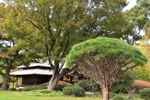 Japanese umbrella pine