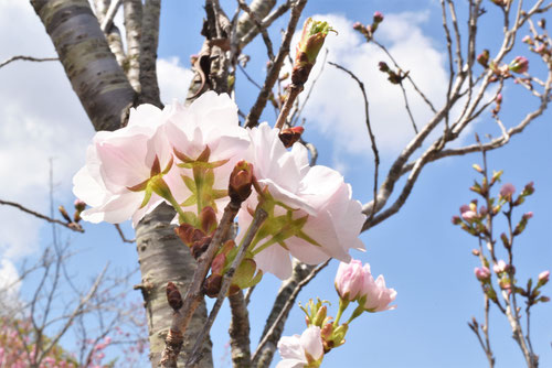 天の川,桜,画像