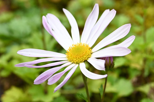 コハマギクの花,特徴